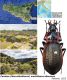 Carabus (Macrothorax) morbillosus alternans Palliardi, 1825.jpg