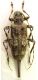 Acanthocinus elegans_female 013.jpg