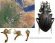 Calosoma (Carabops) aethiopicum Breuning, 1928 - map.jpg