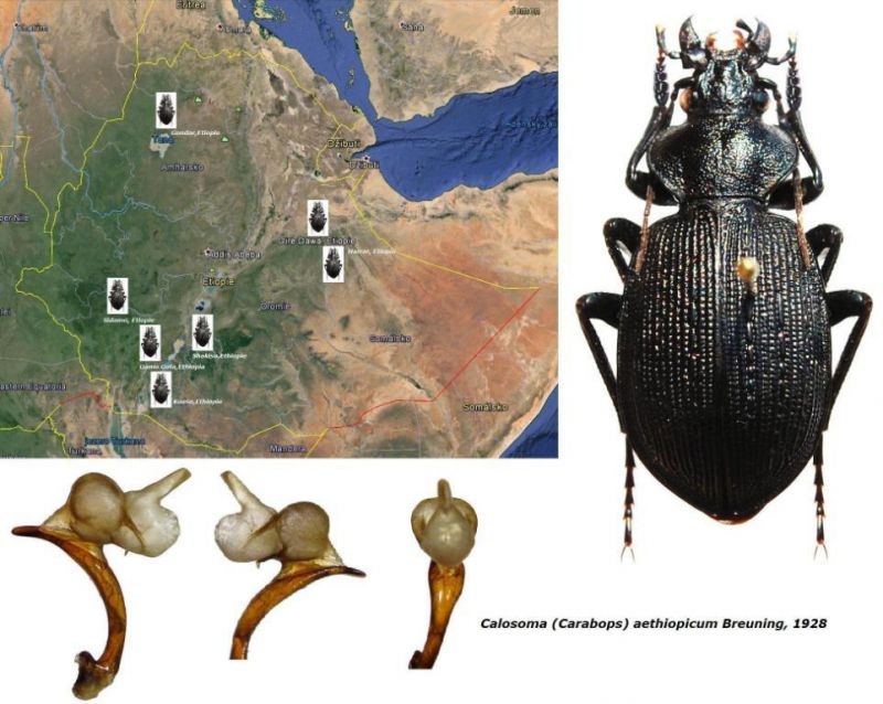 Calosoma (Carabops) aethiopicum Breuning, 1928 - map.jpg