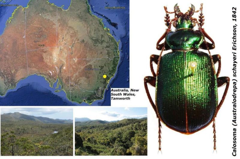 Calosoma (Australodrepa) schayeri Erichson, 1842 (2).jpg