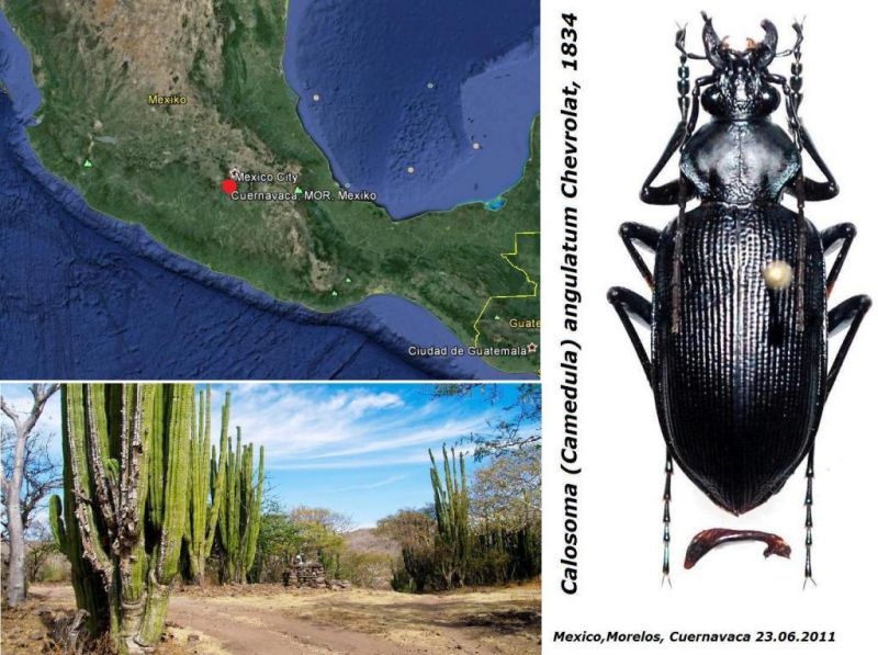 Calosoma (Camedula) angulatum Chevrolat, 1834 (2).jpg