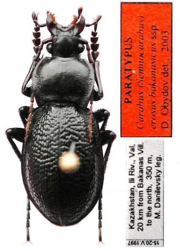 Carabus  - paratypus - Kopie.JPG