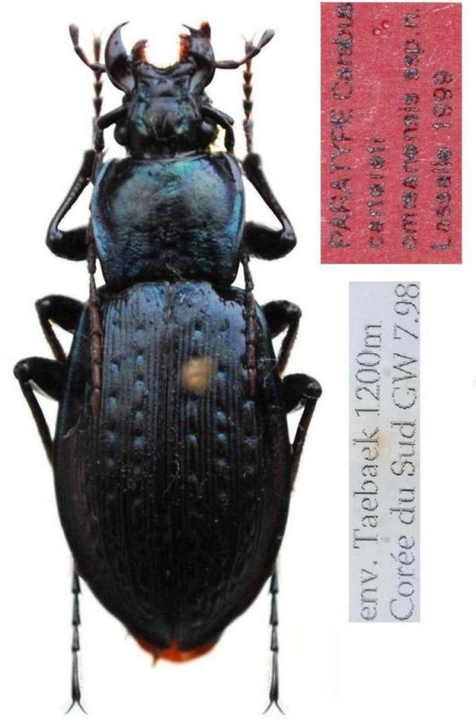 Carabus  - paratypus - Kopie (2).JPG