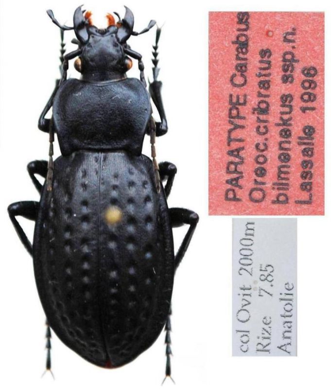 Carabus  - paratypus - Kopie (3).JPG