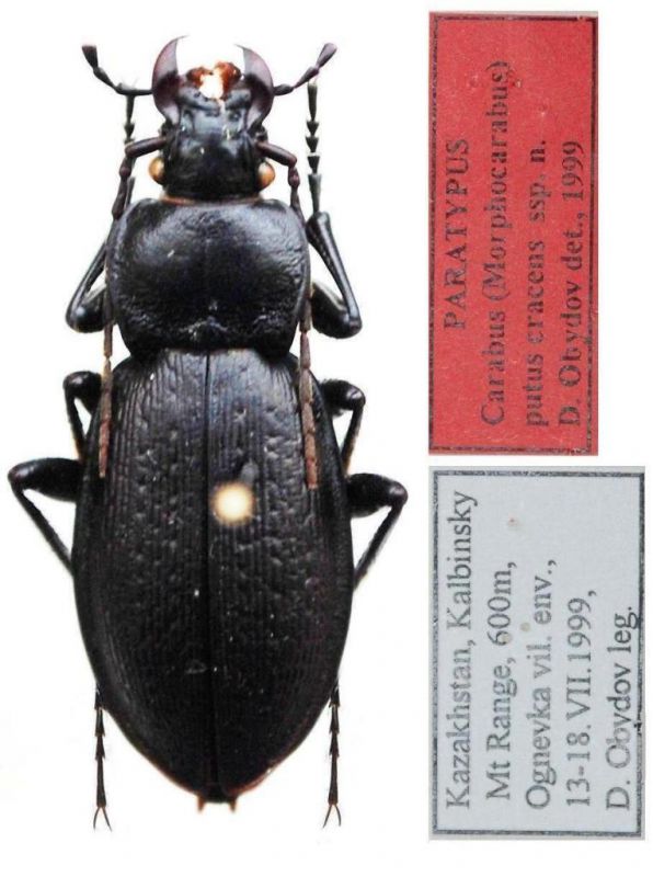 Carabus  - paratypus - Kopie (4).JPG