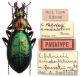 Carabus  - paratypus - Kopie (5).JPG