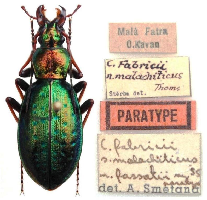 Carabus  - paratypus - Kopie (5).JPG