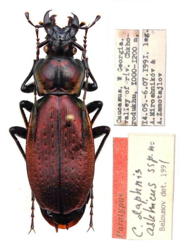 Carabus (Archiplectes) daphnis askhicus Belousov, 1992.JPG