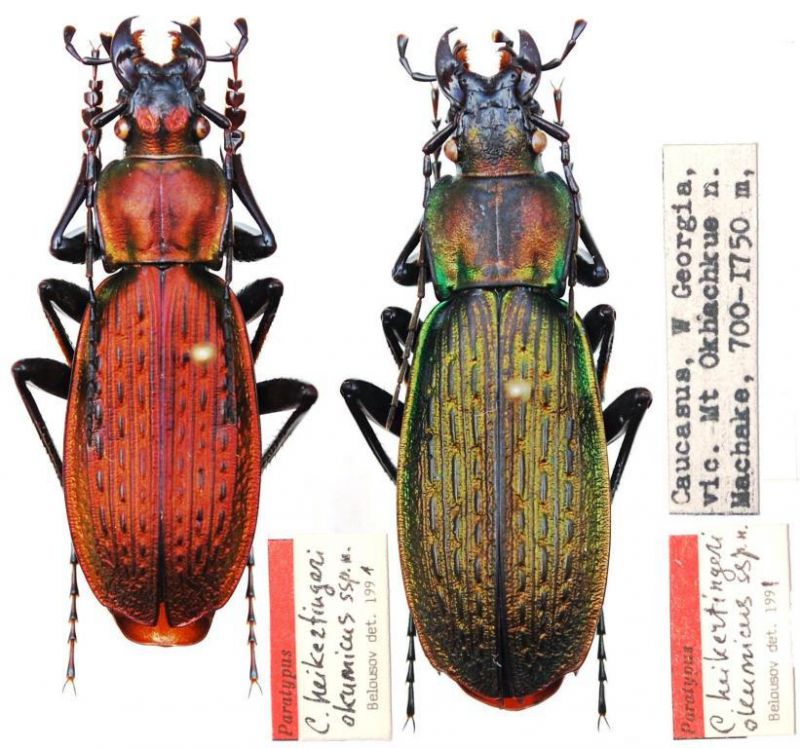 Carabus (Archiplectes) heikertingeri okumicus Belousov, 1992.JPG