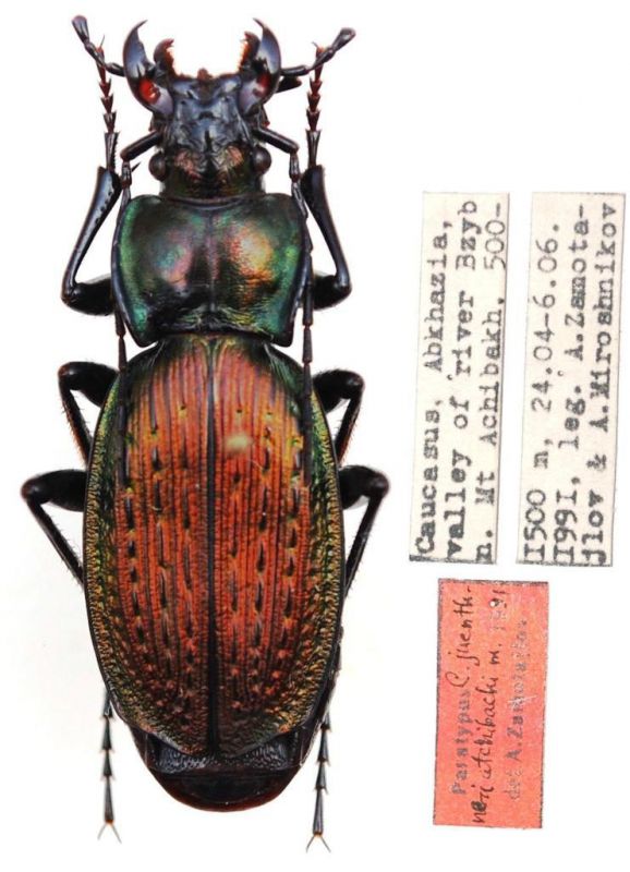 Carabus (Archiplectes) juenthneri atchibachi Zamotajlov, 1991.JPG