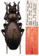 Carabus (Archiplectes) kratkyi solodovnikovi Zamotajlov, 1992.JPG