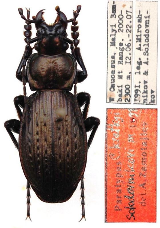 Carabus (Archiplectes) kratkyi solodovnikovi Zamotajlov, 1992.JPG