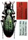 Carabus (Archiplectes) lennoni  Gottwald,   1985.JPG