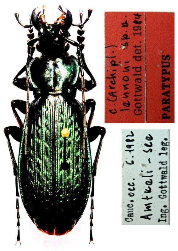 Carabus (Archiplectes) lennoni  Gottwald,   1985.JPG