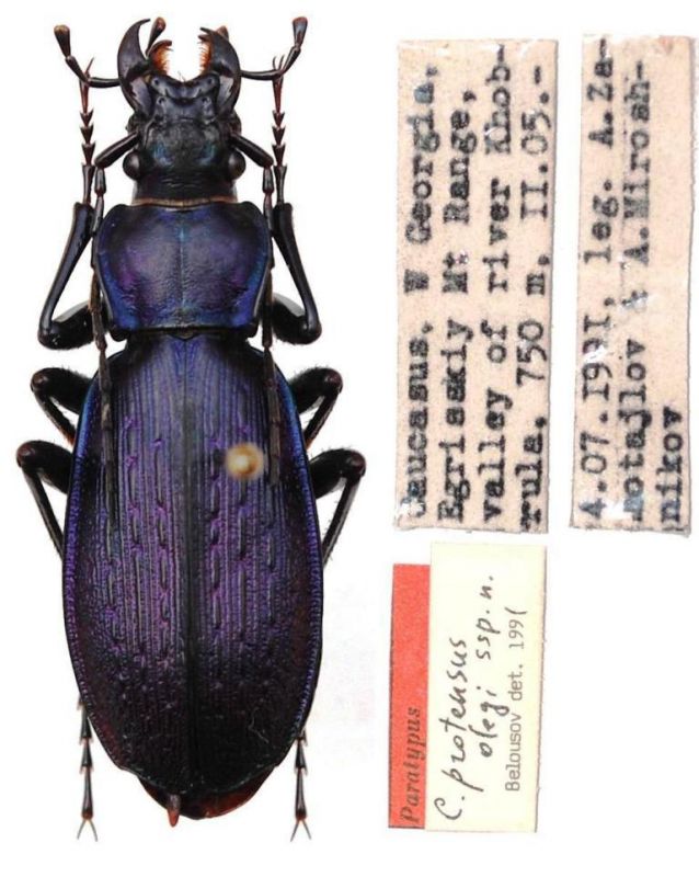 Carabus (Archiplectes) protensus olegi Belousov, 1992.JPG