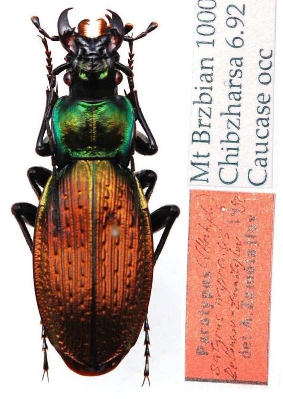 Carabus (Archiplectes) satyrus napraensis Belousov & Zamotajlov, 1993.JPG