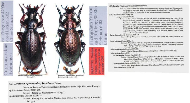 Carabus (Cupreocarabus).JPG