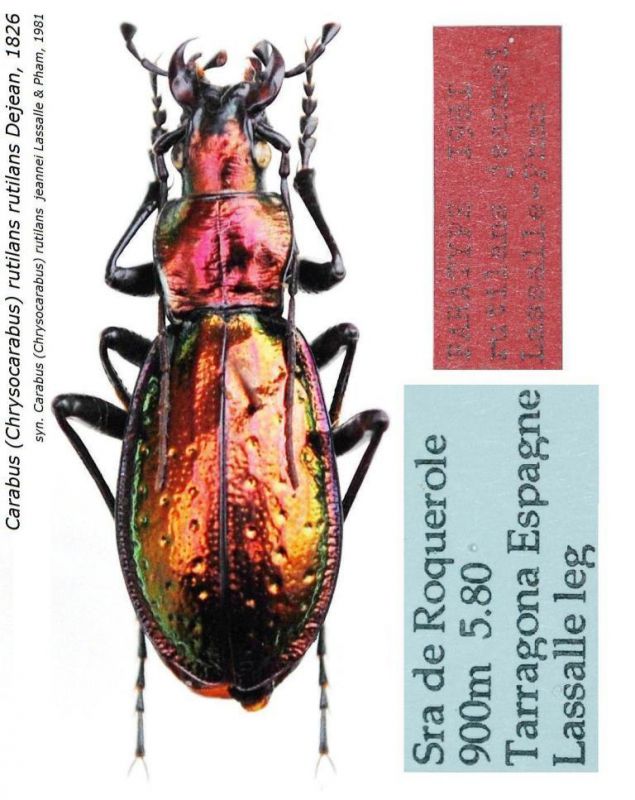 Carabus (Chrysocarabus) rutilans  jeannei Lassalle & Pham, 1981.JPG