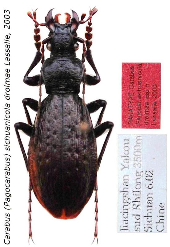 Carabus (Pagocarabus) sichuanicola drolmae Lassalle, 2003.JPG