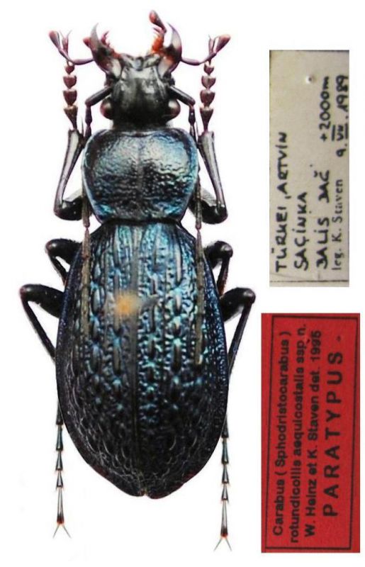 Carabus (Sphodristocarabus).jpg