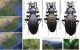 Apotomopterus China.jpg