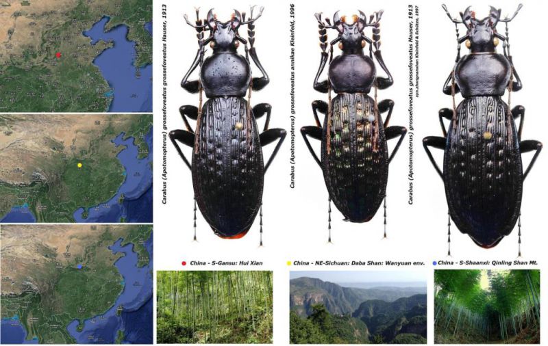 Apotomopterus China.jpg