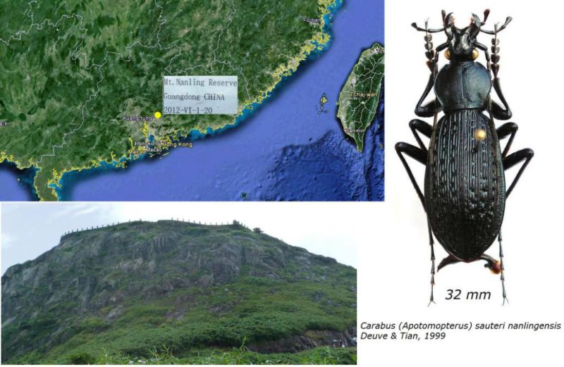 Carabus (Apotomopterus)  sauteri nanlingensis Deuve & Tian, 1999.jpg