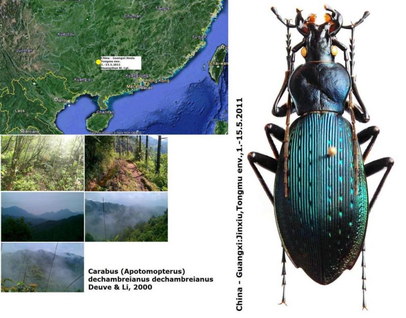 Carabus (Apotomopterus) dechambreianus dechambreianus Deuve & Li, 2000 (2).jpg