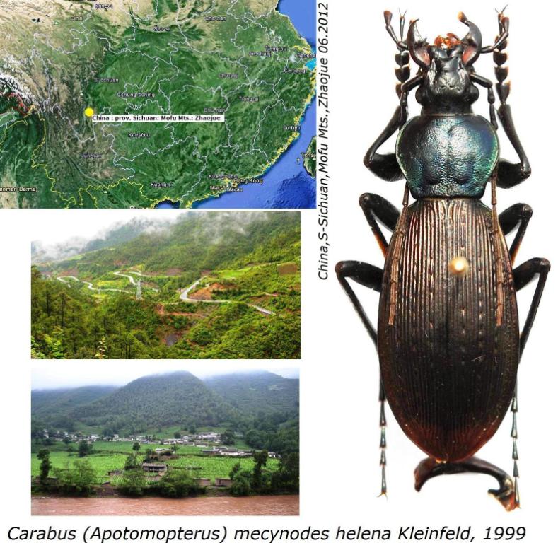 Carabus (Apotomopterus) mecynodes helena Kleinfeld, 1999.JPG