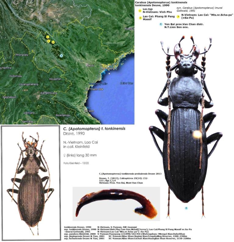 Carabus (Apotomopterus) tonkinensis yenbaiensis Deuve 2013.jpg