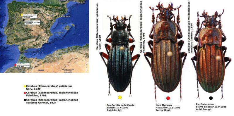 Carabus (Ctenocarabus) map.jpg