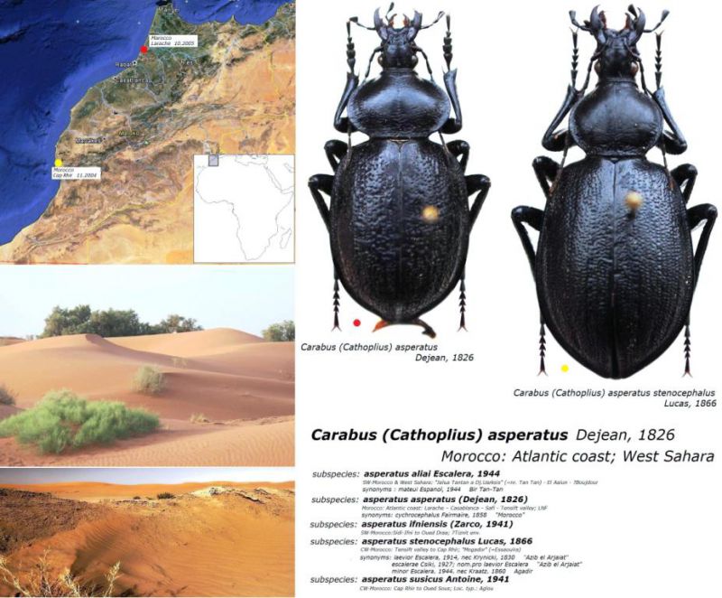 Carabus (Cathoplius) asperatus Dejean,  1826.jpg