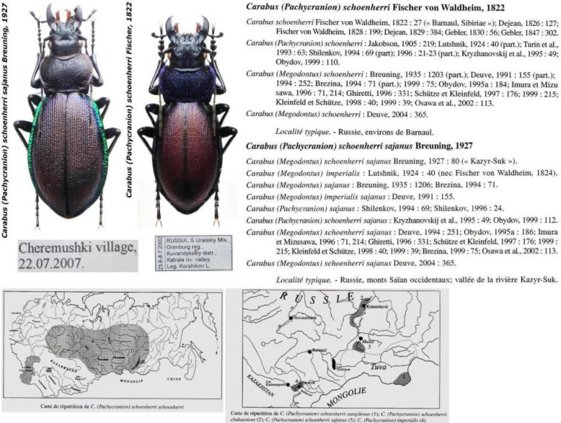 Carabus (Pachycranion) schoenherri ssp..JPG