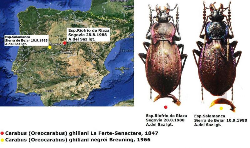 Carabus (Oreocarabus) ghiliani ssp..jpg