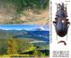 Carabus (Morphocarabus) odoratus dohrni Gebler, 1847.jpg