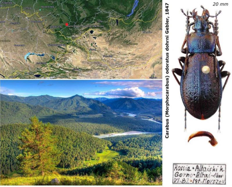 Carabus (Morphocarabus) odoratus dohrni Gebler, 1847.jpg