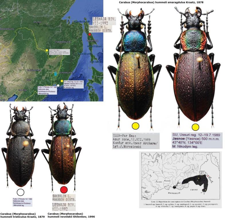 Carabus (Morphocarabus) hummeli smaragdulus Kraatz, 1878.jpg