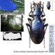 Carabus (Lipaster)  osellai Breuning & Ruspoli, 1970.jpg