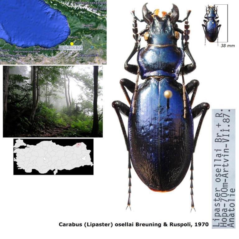 Carabus (Lipaster)  osellai Breuning & Ruspoli, 1970.jpg