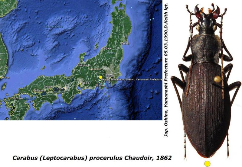 Carabus (Leptocarabus) procerulus Chaudoir, 1862.jpg