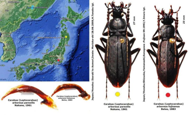 Carabus (Leptocarabus)  arboreus parexilis Nakane, 1961.jpg