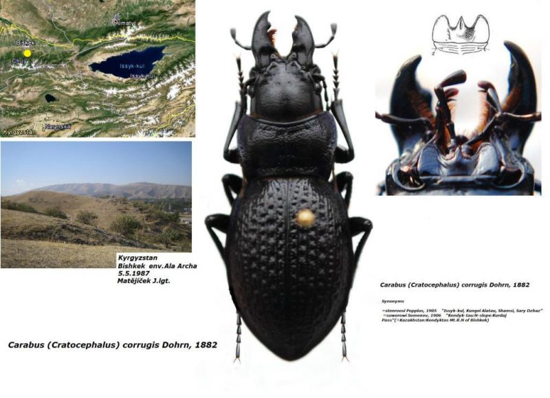 Carabus (Cratocephalus) corrugis Dohrn,  1882.jpg