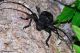 morinus asper ganglbaueri11.jpg