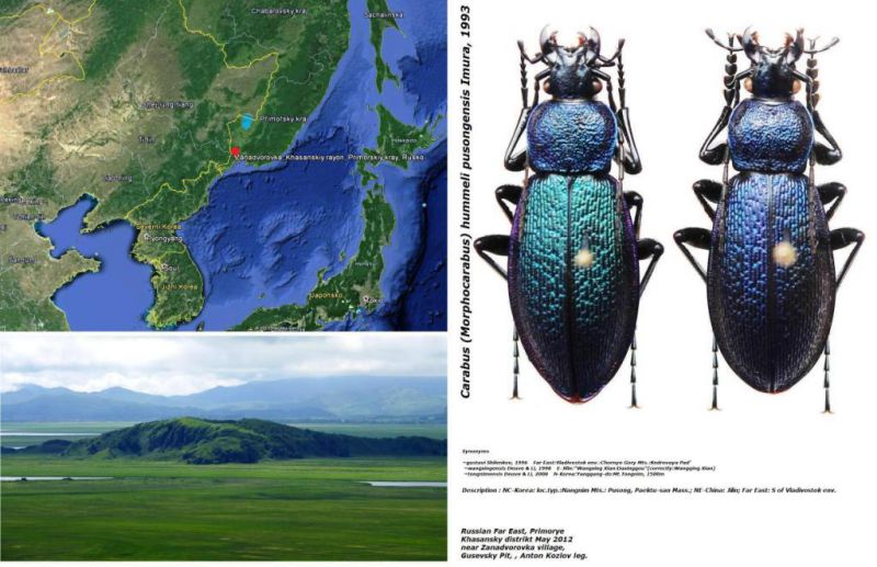 Carabus (Morphocarabus) hummeli pusongensis Imura, 1993.jpg