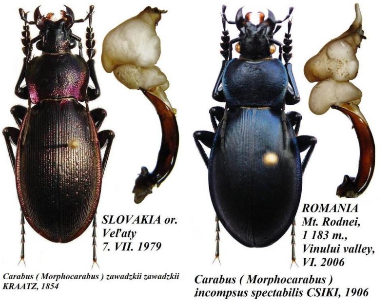 Carabus (Morphocarabus) zawadskii.jpg