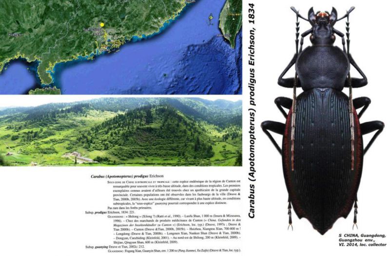 Carabus (Apotomopterus) prodigus Erichson,  1834 - Kopie.jpg