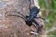 morinus asper ganglbaueri15.jpg