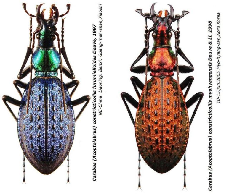 Carabus (Acoptolabrus) constricticollis ssp..JPG