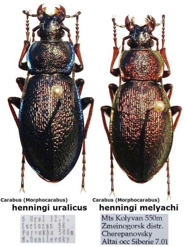 Carabus (Morphocarabus) henningi.JPG